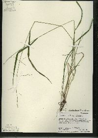 Festuca subverticillata image