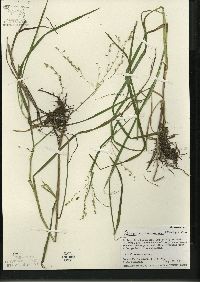 Glyceria canadensis image