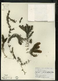 Ceratophyllum demersum image