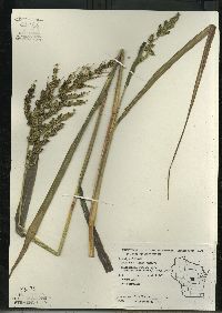 Echinochloa muricata var. microstachya image