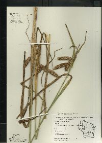 Carex comosa image