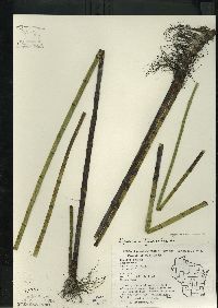 Equisetum fluviatile image