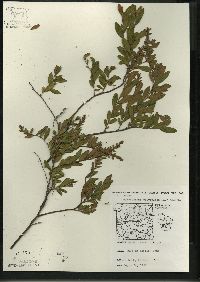 Chamaedaphne calyculata image