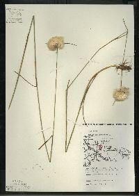 Eriophorum virginicum image