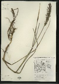 Glyceria canadensis image