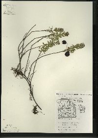 Vaccinium macrocarpon image