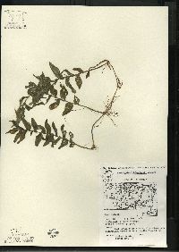 Potamogeton richardsonii image