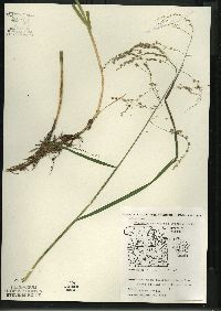 Glyceria canadensis image