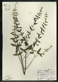 Scutellaria galericulata image