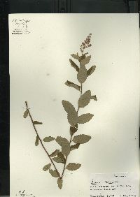 Spiraea tomentosa image