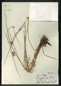 Juncus balticus subsp. littoralis image