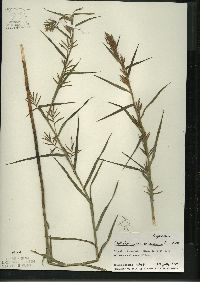 Dulichium arundinaceum var. arundinaceum image