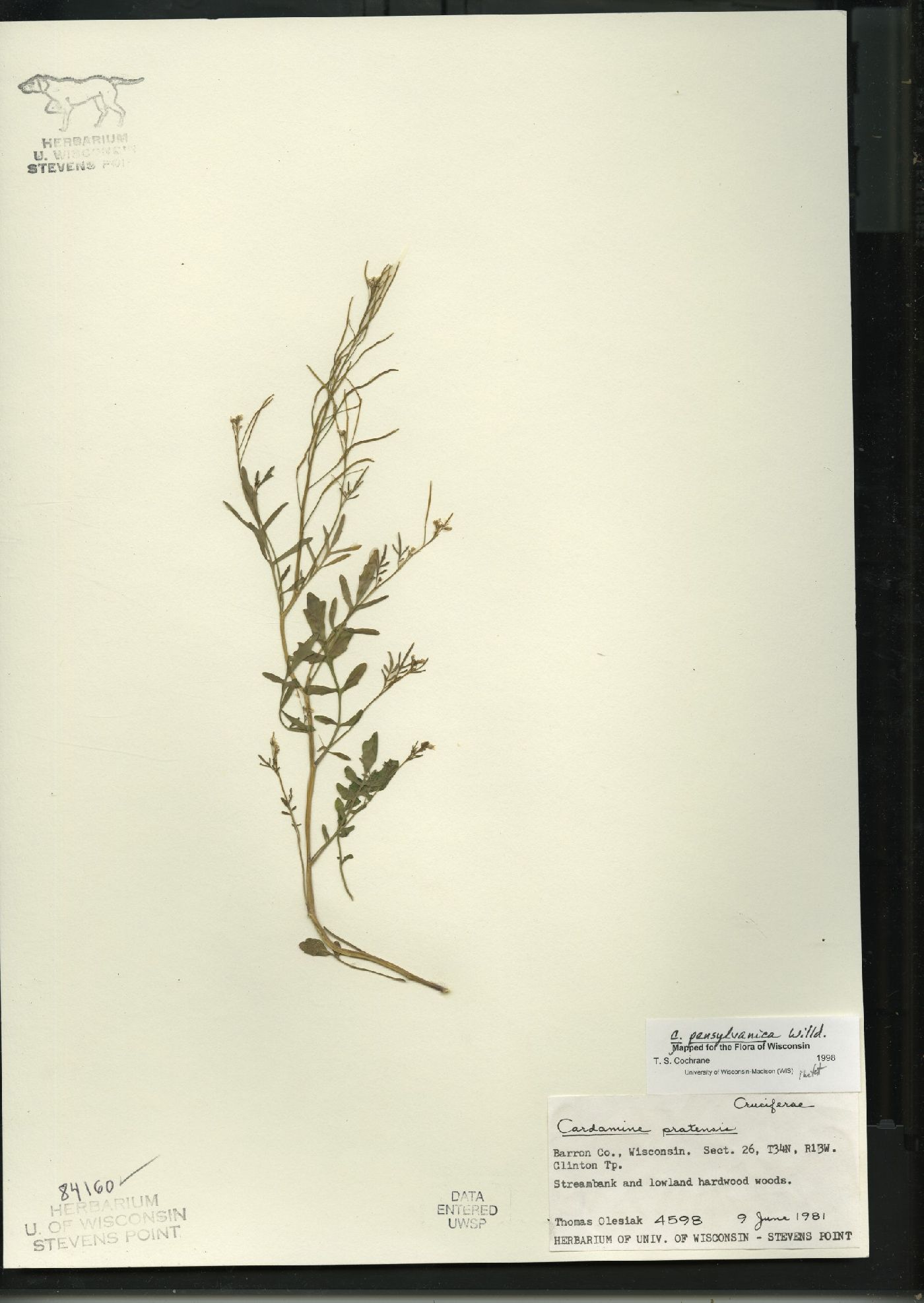 Cardamine pratensis var. palustris image