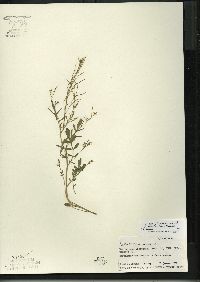 Cardamine pratensis var. palustris image