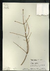 Picea mariana image