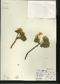 Caltha palustris image