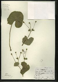 Caltha palustris image