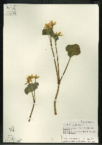 Caltha palustris image