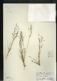 Eragrostis pectinacea var. pectinacea image