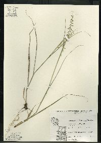 Bouteloua curtipendula var. curtipendula image