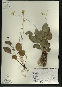 Parnassia glauca image