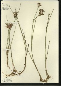 Juncus nodosus image