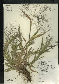 Panicum capillare subsp. capillare image