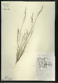 Aristida basiramea image