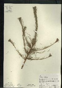 Larix laricina image