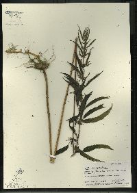 Urtica gracilis image