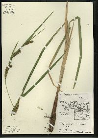 Carex lacustris image