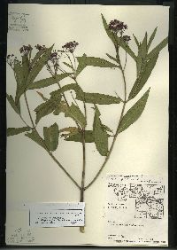 Asclepias incarnata subsp. incarnata image