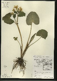 Caltha palustris image