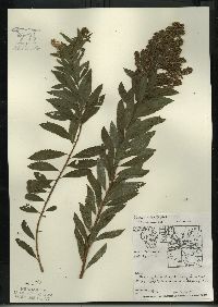 Spiraea alba image