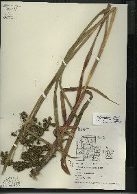 Scirpus microcarpus image