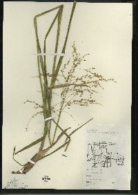 Glyceria canadensis image