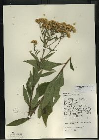 Doellingeria umbellata image