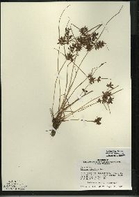 Cyperus bipartitus image