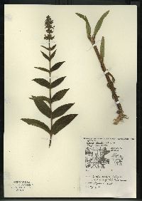 Stachys tenuifolia image