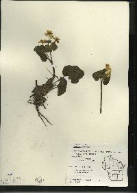 Caltha palustris image