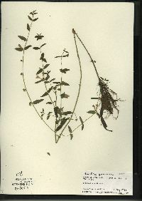 Scutellaria galericulata image