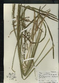 Carex crinita var. crinita image