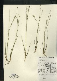 Juncus articulatus image