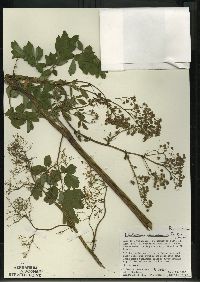 Thalictrum dasycarpum image