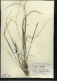 Oryzopsis asperifolia image