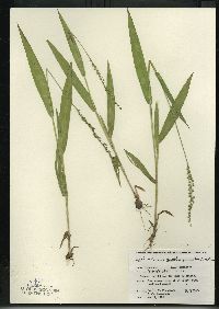 Dichanthelium xanthophysum image