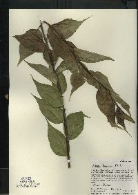 Salix lucida image