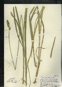 Carex stipata var. stipata image