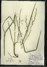 Glyceria canadensis image