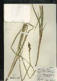 Carex stipata var. stipata image